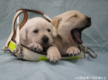 盲導犬の候補犬（子犬）.JPG