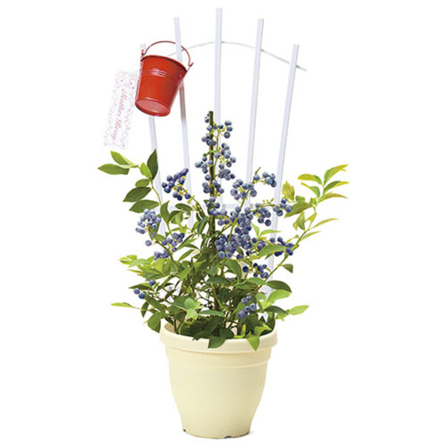 フェリシモ しあわせを贈る母の日花ギフト が 花ひらく過程が楽しめる 藤 や希少な 苔玉マイクロ胡蝶蘭 などの予約を受付中 Felissimo Company フェリシモ カンパニー フェリシモ しあわせを贈る母の日花ギフト が 花ひらく過程が楽しめる 藤 や希少な 苔玉マイクロ胡蝶蘭 などの予約を受付中 Felissimo Company フェリシモ カンパニー