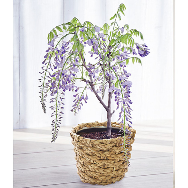 調査 ギフトでお花を選ぶときに重視するポイント1位は 部屋に飾りやすい花 フェリシモ しあわせを贈る母の日花ギフト が おうちにかわいくしだれる ミニ 藤棚 の予約を受け付け中 Felissimo Company フェリシモ カンパニー