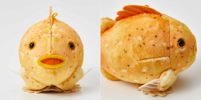 YOU+MORE!　タカアシガニ脱皮ぬいぐるみ　フェリシモ 新江ノ島水族館が監修！タカアシガニの脱皮成功の瞬間を再現した