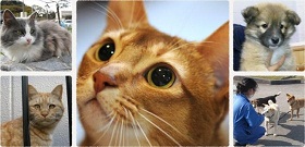 ふだんのコーデに猫をプラス！「サバトラ猫とお花のチュールスカート 