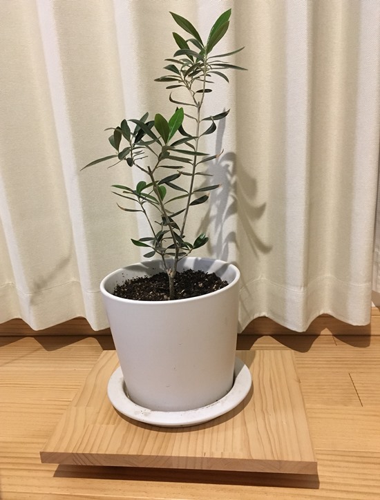 観葉植物のためにキャスター台を作ります フェリシモ女子diy部ブログ