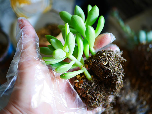 根っこをほぐした多肉植物