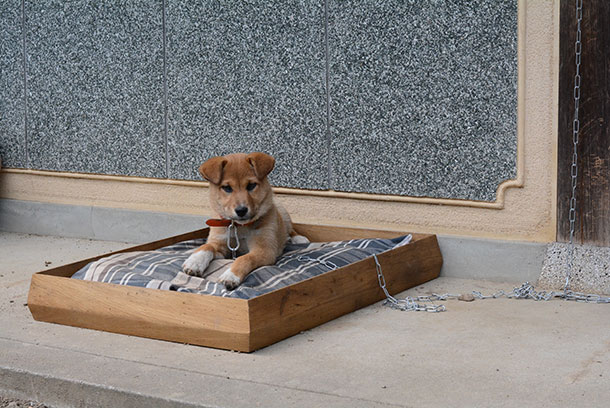 なぜかというとこの家に住みはじめてから犬を飼いはじめました