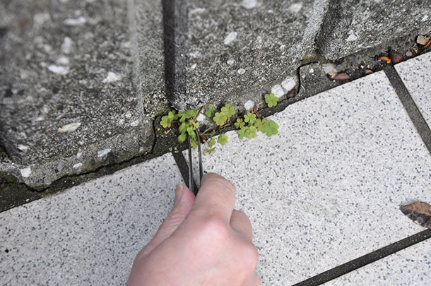 この便利道具が挿入できないような小さなすき間からニョキッと生えている草にはピンセットが有効