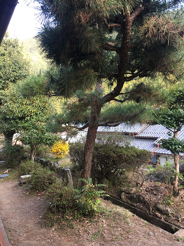 庭というより通路といったほうがいいかもしれません。玄関先には大きな松の木