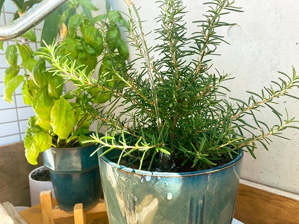 上にプランターを置いて植物に水やりをしても、雨の日も、水はけがよくて床が濡れなくなりました