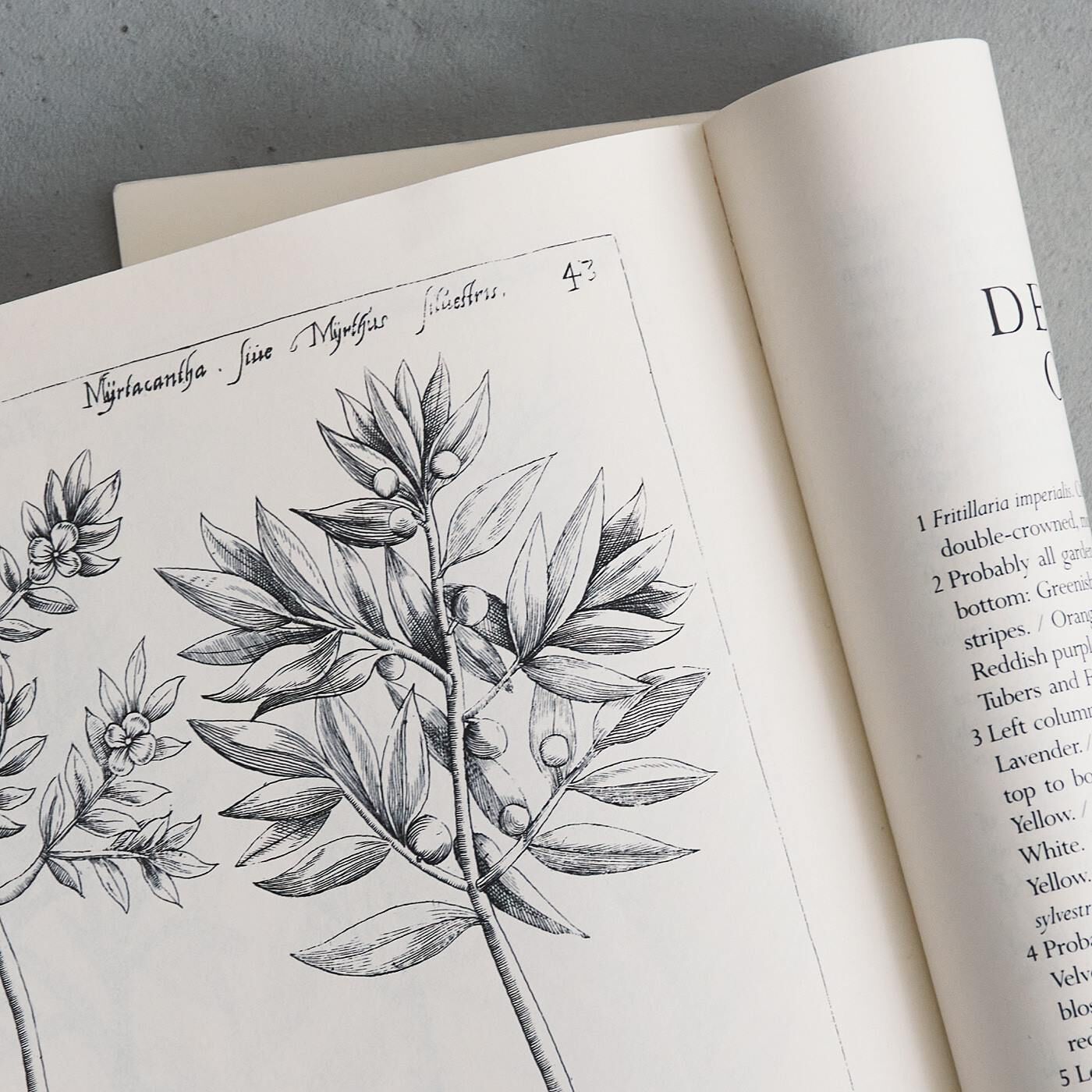 Real Stock|el:ment　ヴィンテージ植物画の世界を日常に　ふんわりやわらかな肌心地　コットン100％ダブルガーゼパンツ〈サンドベージュ〉|17世紀の園芸植物画集からのモチーフ。