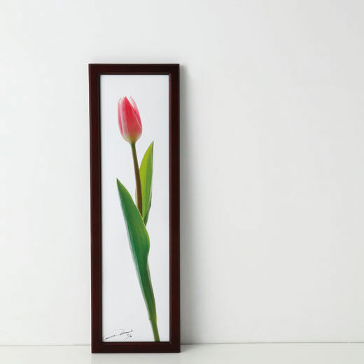 Real Stock|la fleur〈FOR BABY tulip～はじめての贈り物-1〉photo:yukihito MASUURA
