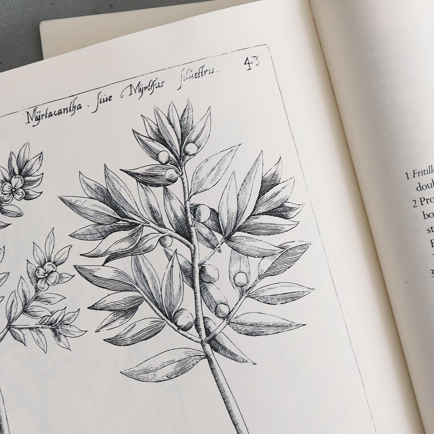 Real Stock|el:ment　ヴィンテージ植物画の世界を日常に　コットン100％ダブルガーゼのふんわりギャザーロングスカート〈チャコールグレー〉|17世紀オランダの園芸植物画集から、食用植物と常緑樹モチーフをセレクト。