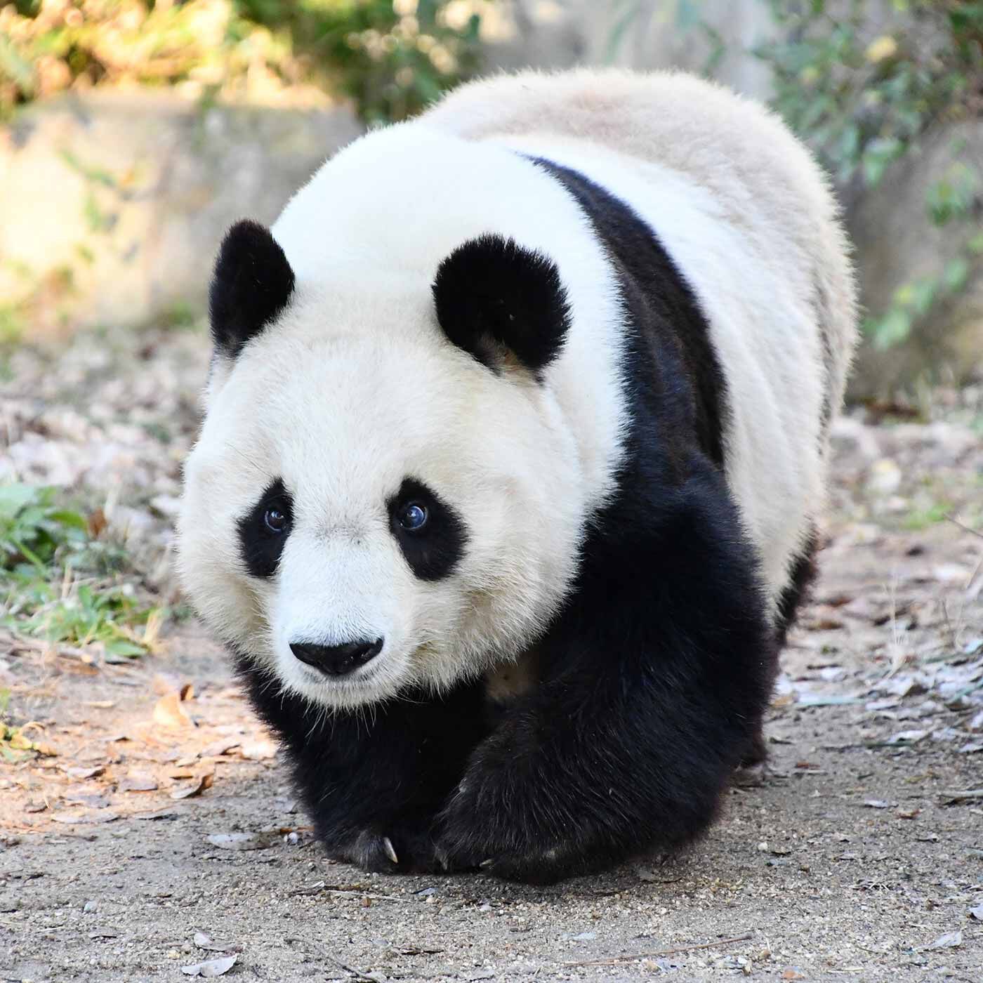 Real Stock|YOU+MORE!　タンタンのおにぎりパンダ スクイーズマスコット|神戸市立王子動物園監修！ パンダの「タンタン」を飼育している神戸市立王子動物園さんに監修していただき、タンタンのやさしい顔立ちや短めの足など、こだわりのつまった商品ができました。