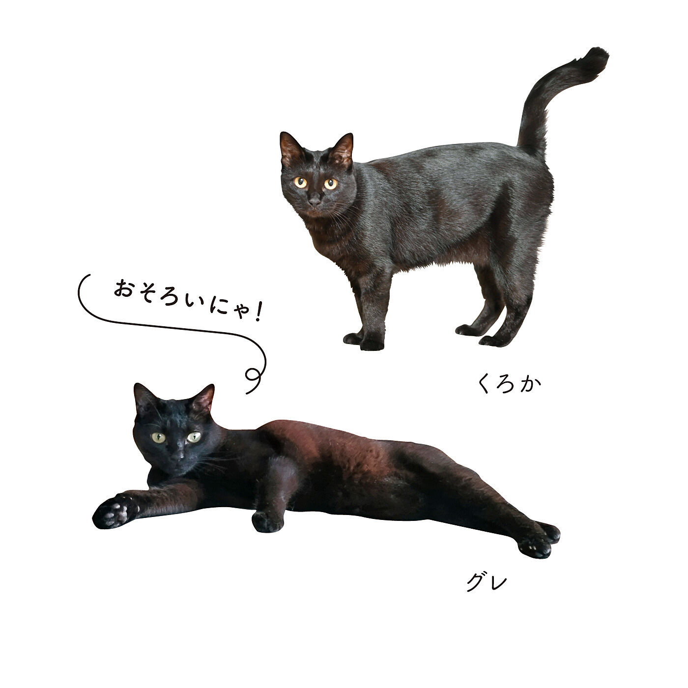 realstock [リアルストック]（Express BOX）|なりきりにゃんこ　つやつや毛並みの黒猫ルームウェア〈3L・4Lサイズ〉
