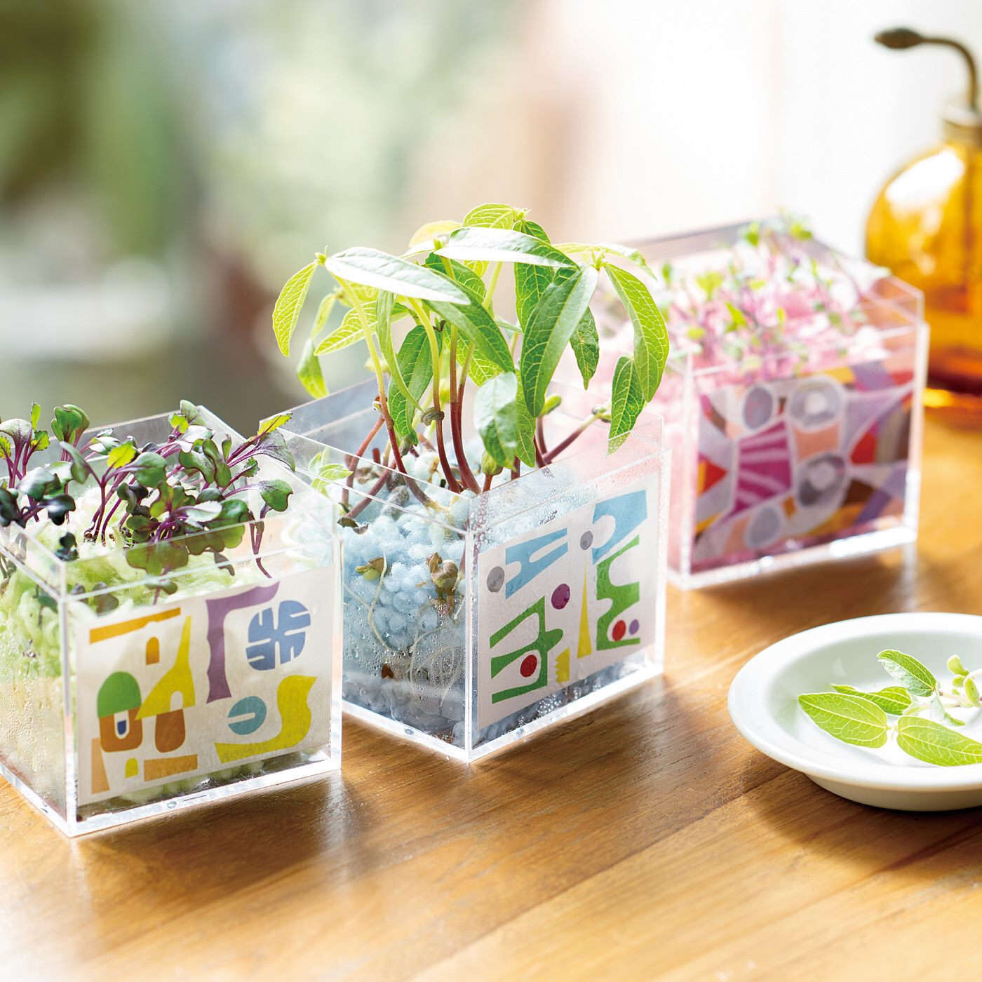 Real Stock|Ｃ.Ｃ.Ｐ ユニカラート　キッチンにアート！食べるスプラウトを土いらずでおしゃれに栽培できるキット