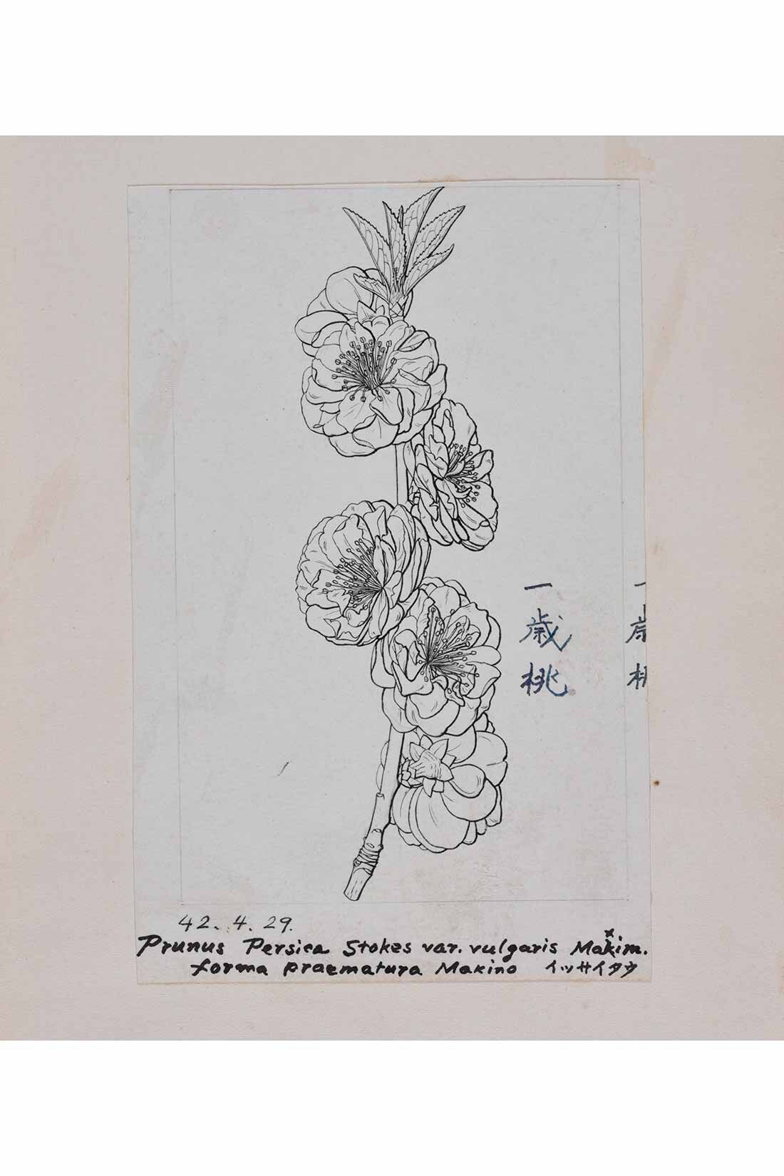 Real Stock|IEDIT[イディット]　牧野植物園×IEDIT[イディット] 牧野博士の描いた一歳桃のワンピース〈ベージュ〉|1909年か　明治時代にケント紙に筆で描かれた「一歳桃」