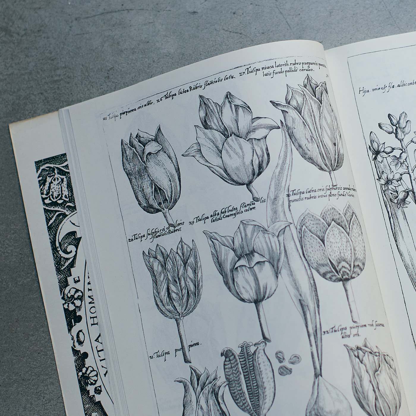 Real Stock|el:ment　ヴィンテージ植物画の世界を日常に　泉州で織り上げたコットン100％　ふんわり5重織りガーゼケット|オランダの画家・園芸家、エマヌエル・スウェールツによる手彩色銅版画集より図版をセレクトしました。