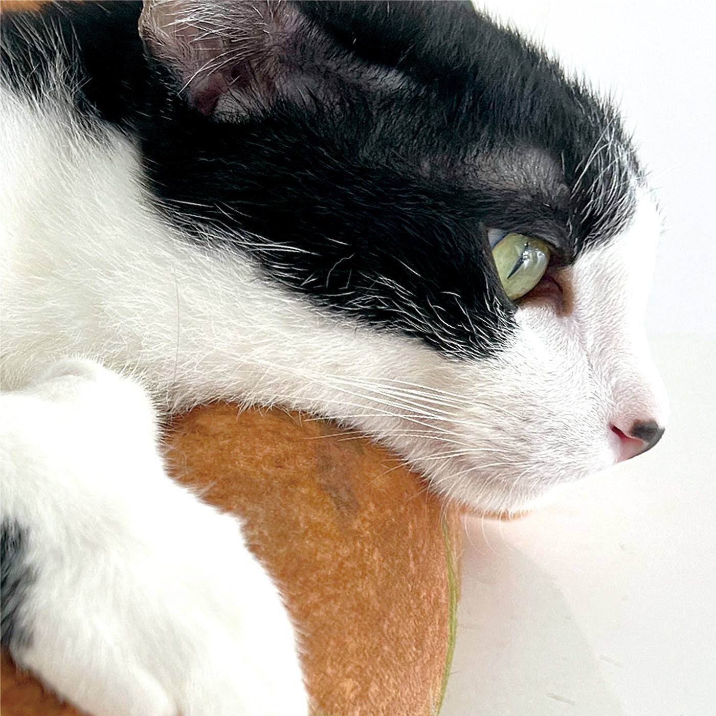 realstock [リアルストック]（Express BOX）|YOU＋MORE!×猫部　百獣の王の頂点に君臨する猫ベッド|猫があごを乗せてくつろぎやすい高さに設計。