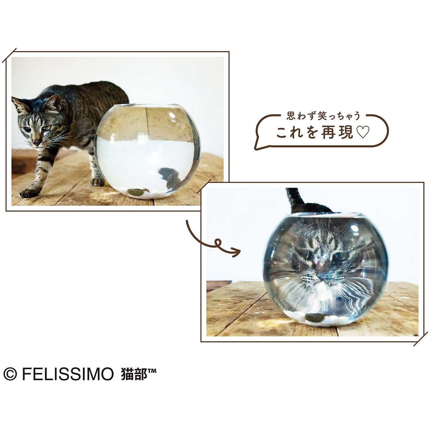 realstock [リアルストック]（Express BOX）|おいしそうだニャ～　猫さん夢の水族館グラス