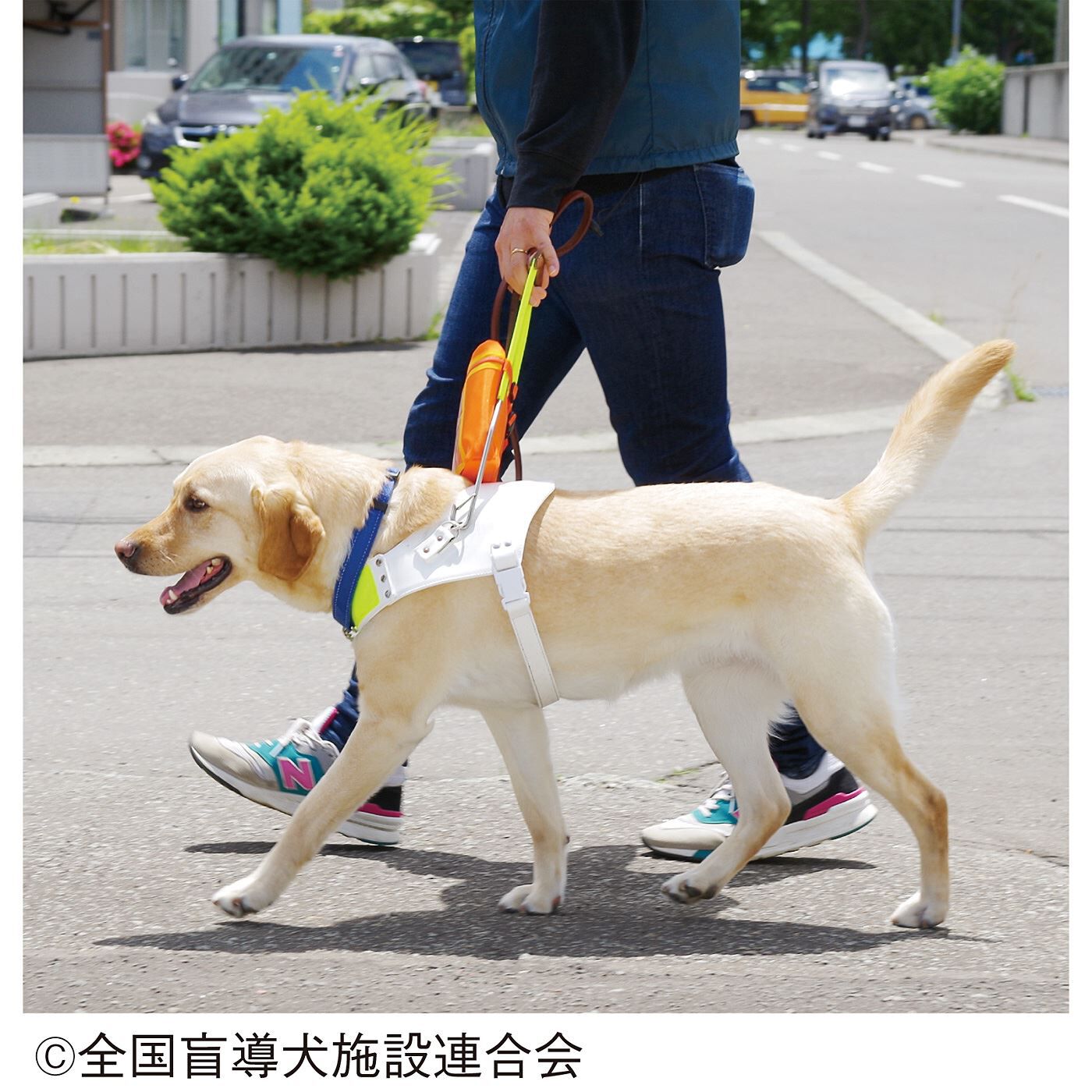 merry［フェリシモメリーポイント］|盲導犬育成支援