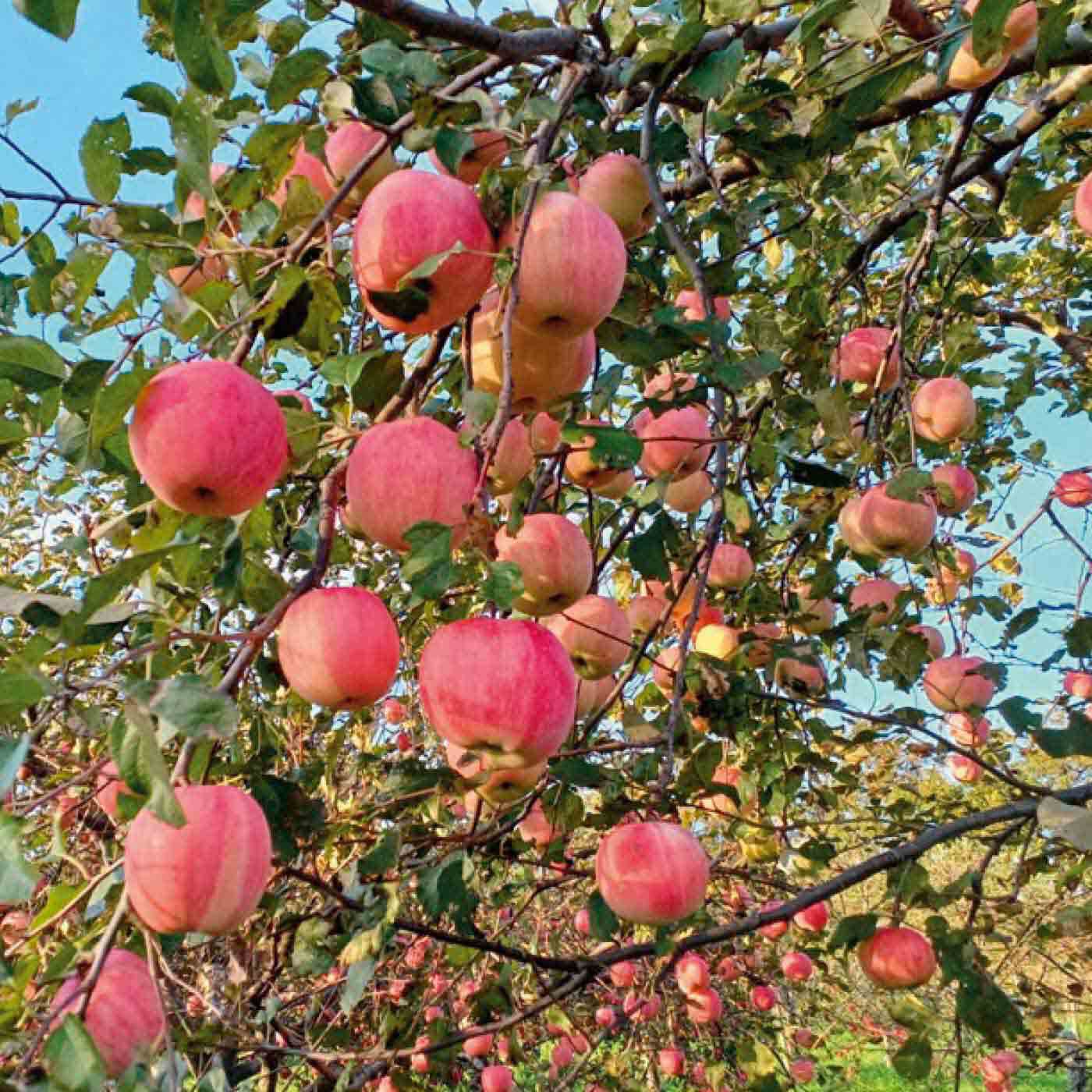 フェリシモメリー|Hokkaido木村秋則自然栽培農学校と木村秋則さんの指導活動支援|大豊作だった農学校の圃場の「奇跡のリンゴ」。