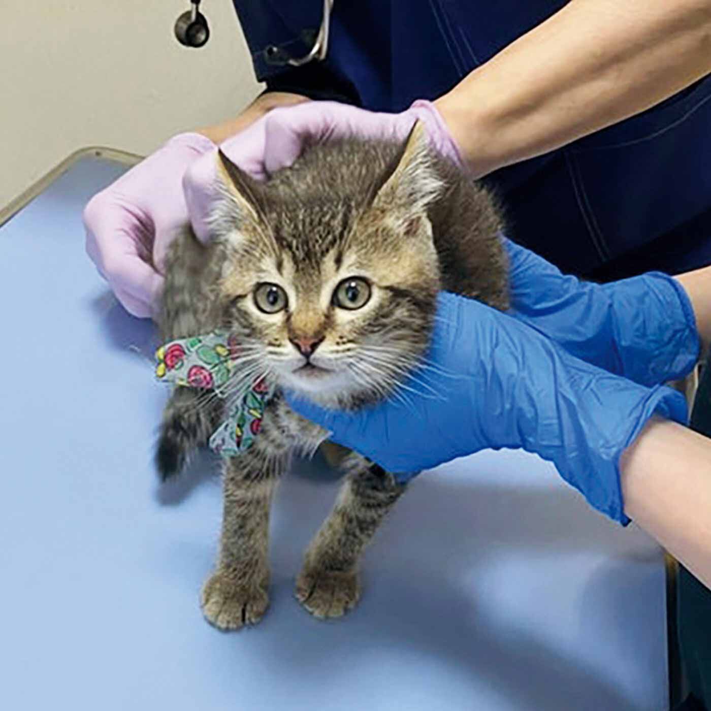 merry［フェリシモメリーポイント］|動物たちの保護と飼い主探し支援|（C）ねこたまご