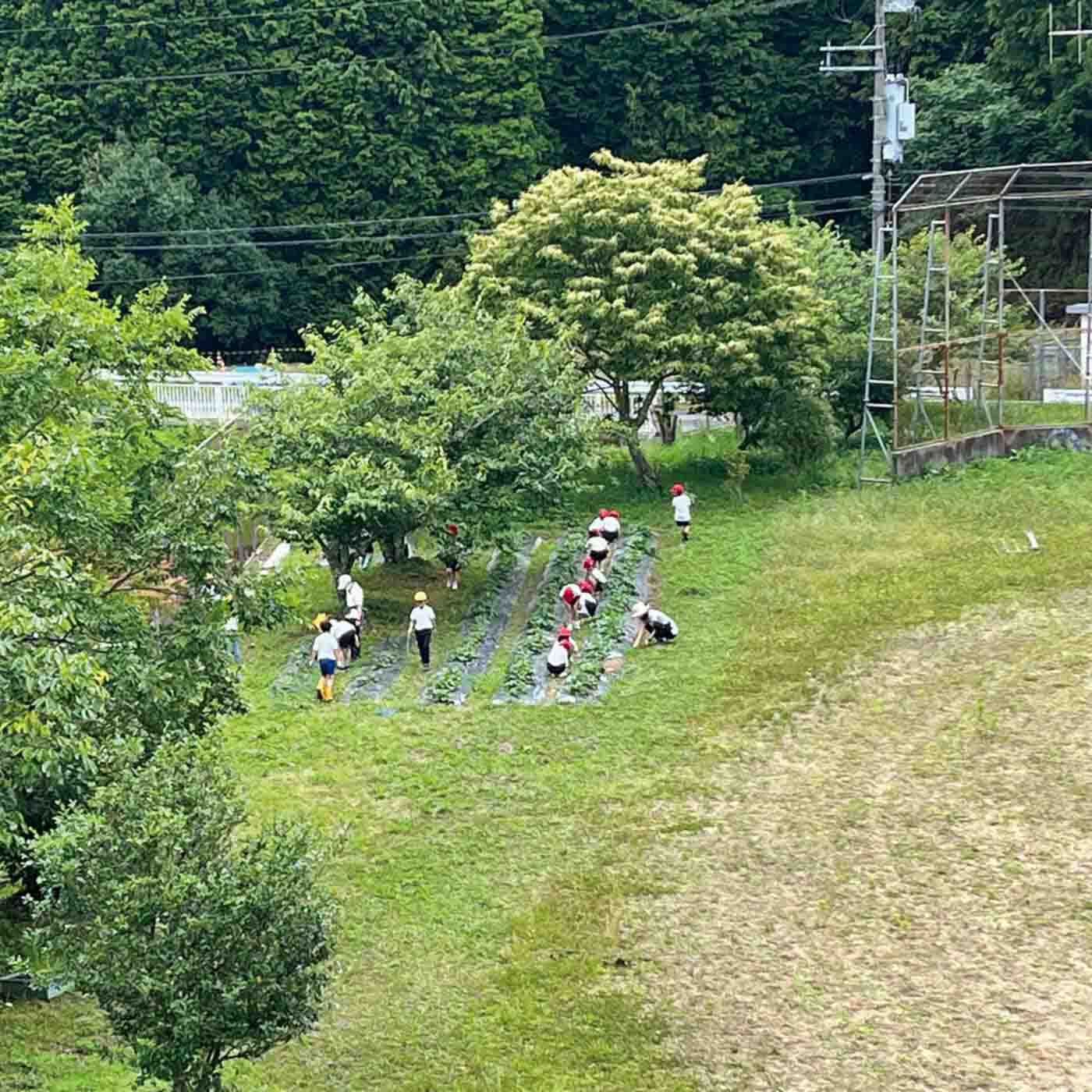 フェリシモメリー|奈良県福住地区の子どもたちが考える「こどもブレンドティー」づくりを応援 Cコース 15,000merry|みんなのさつまいも畑。写真は「校内」です！
