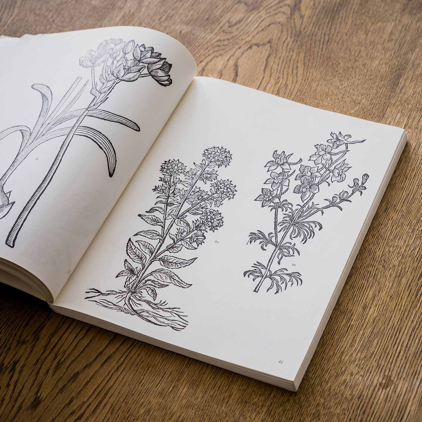 フェリシモメリー|el：ment 草花木版画集の世界 仕切り付きアクセ＆ピルケース|植物学のパイオニアであり医師でもある、フランス生まれのカルロス・クルシウス。彼がかつて手掛けた植物と花の木版画集から、美しく咲き誇る「デルフィニウム」をセレクトしてプリントしました。