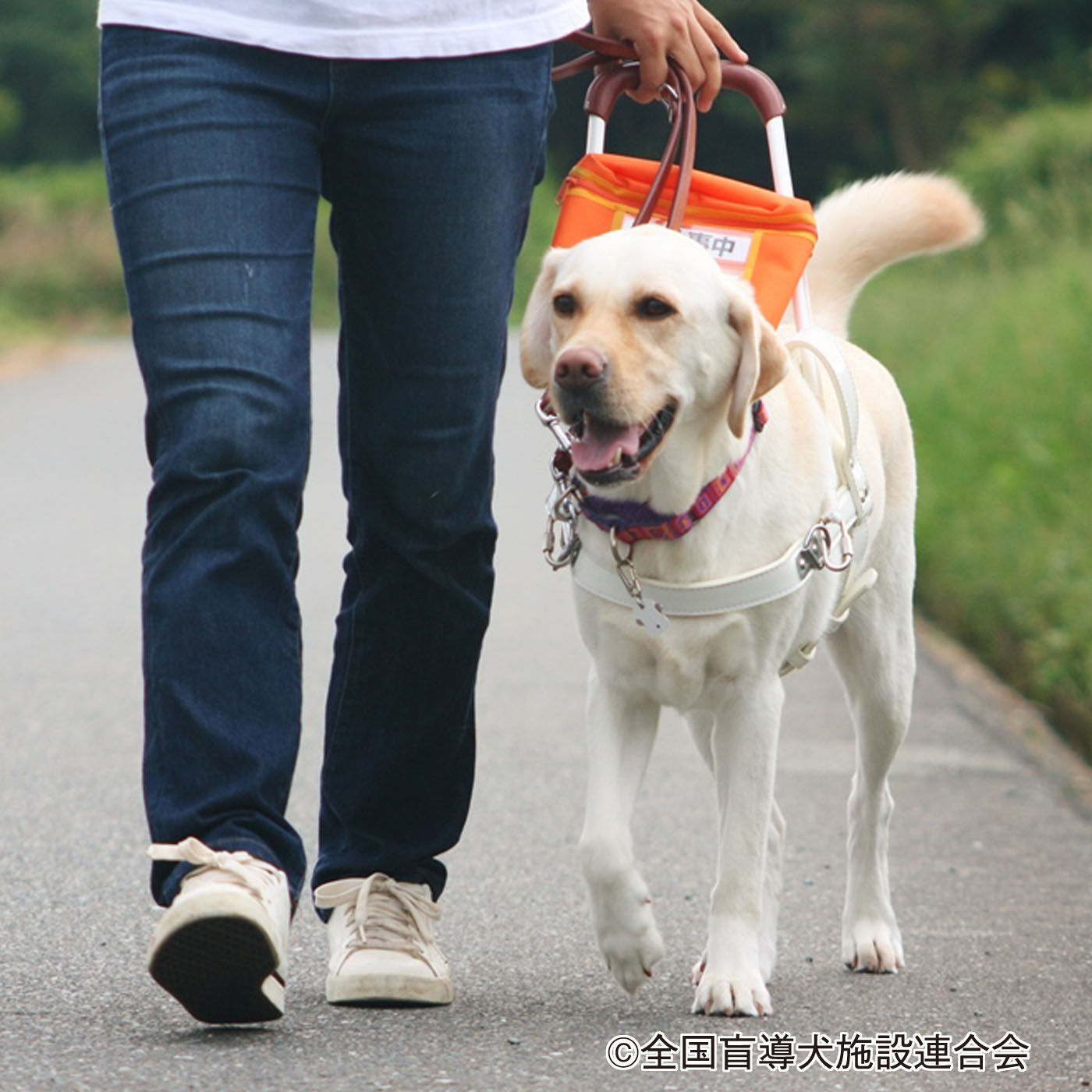 フェリシモメリー|盲導犬育成支援