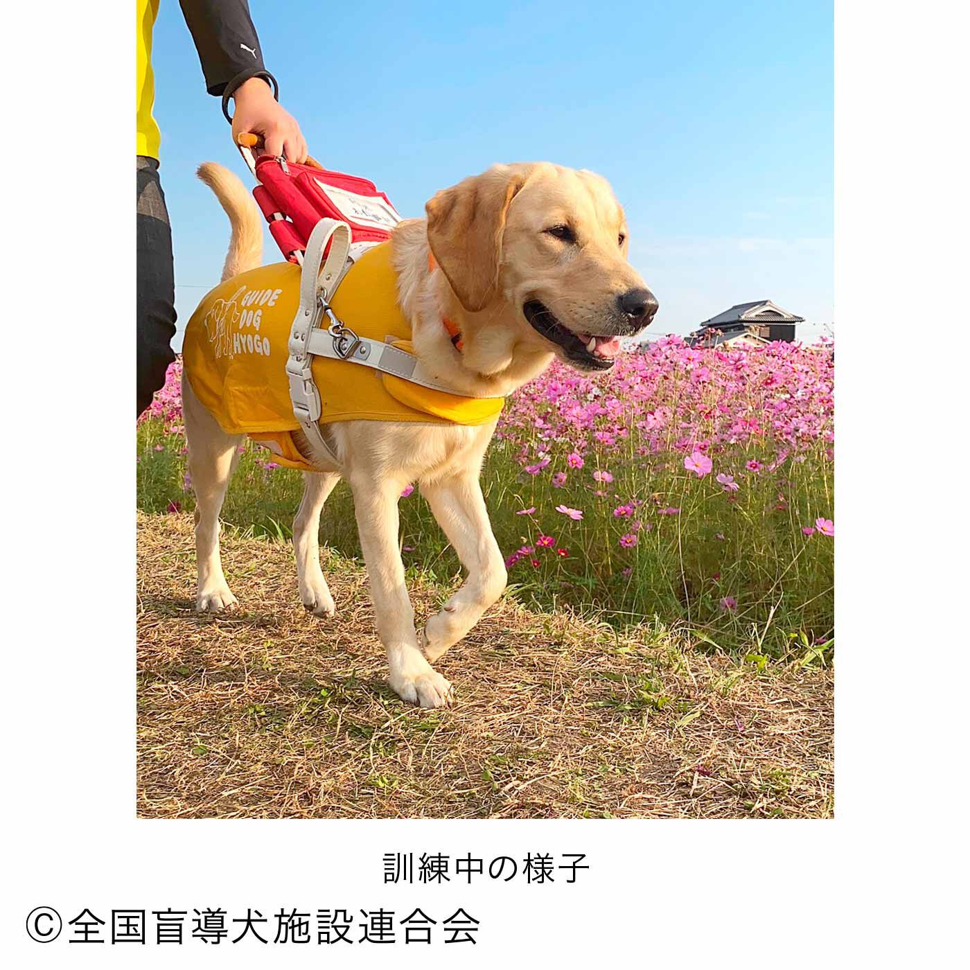 merry［フェリシモメリーポイント］|盲導犬育成支援