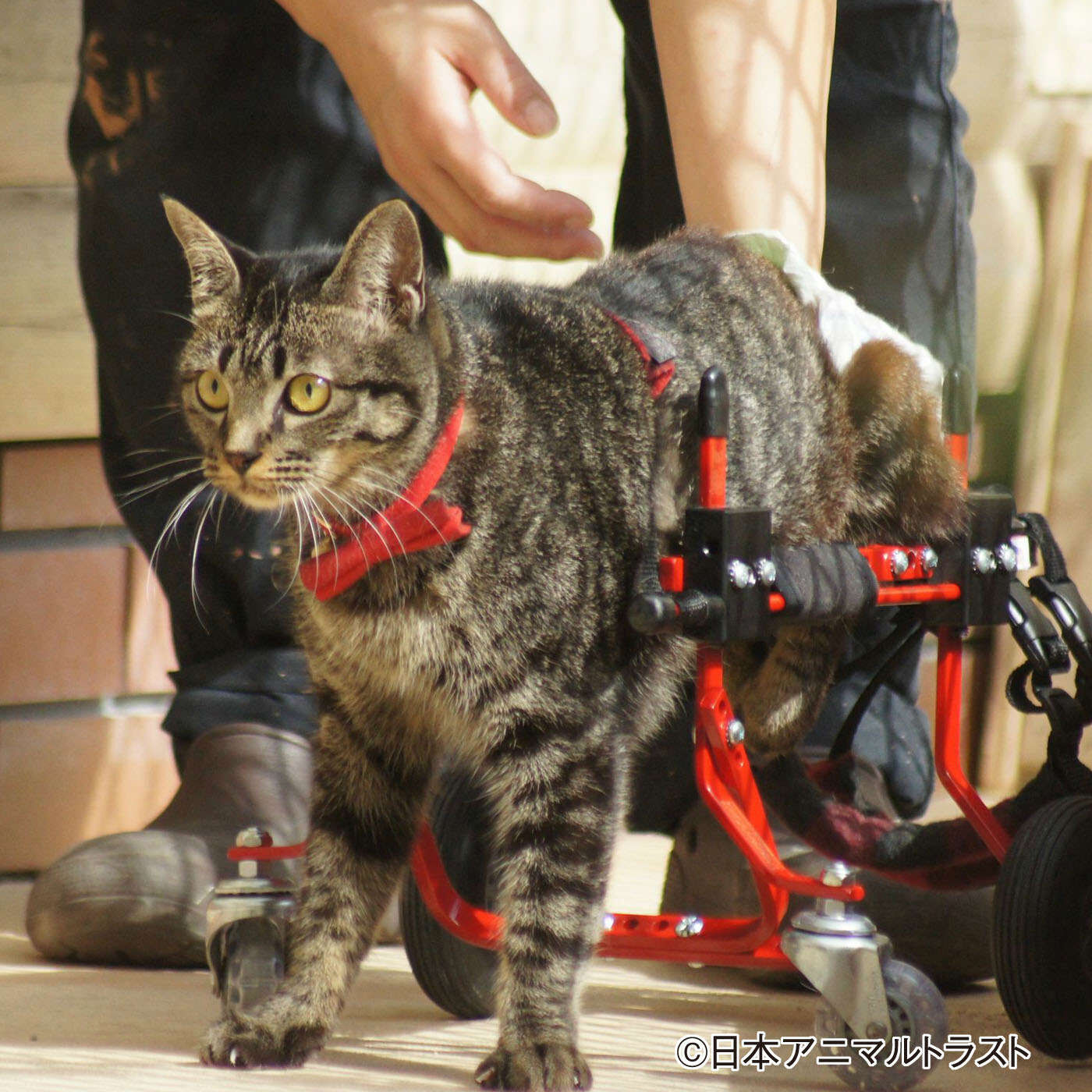 フェリシモメリー|動物たちの保護と飼い主探し支援