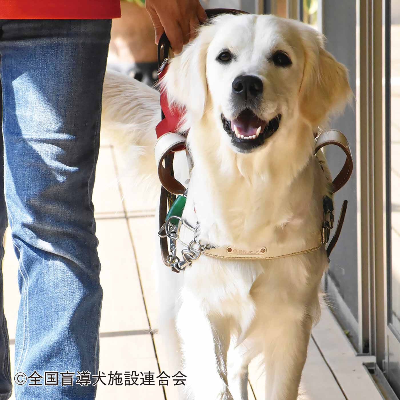 フェリシモメリー|盲導犬育成支援