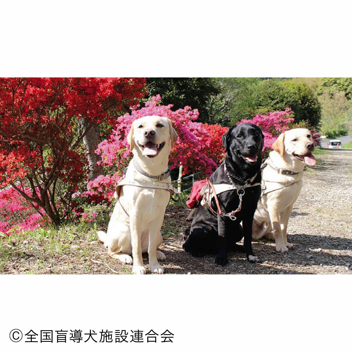 merry［フェリシモメリーポイント］|盲導犬育成支援