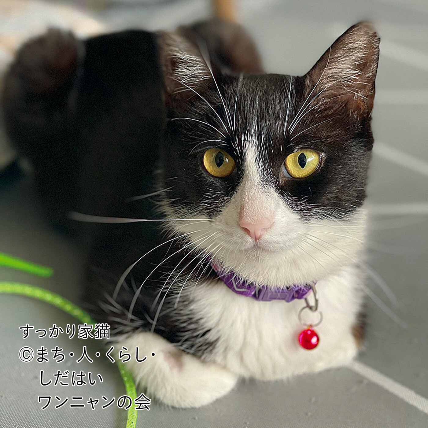 merry［フェリシモメリーポイント］|動物たちの保護と飼い主探し支援|すっかり家猫