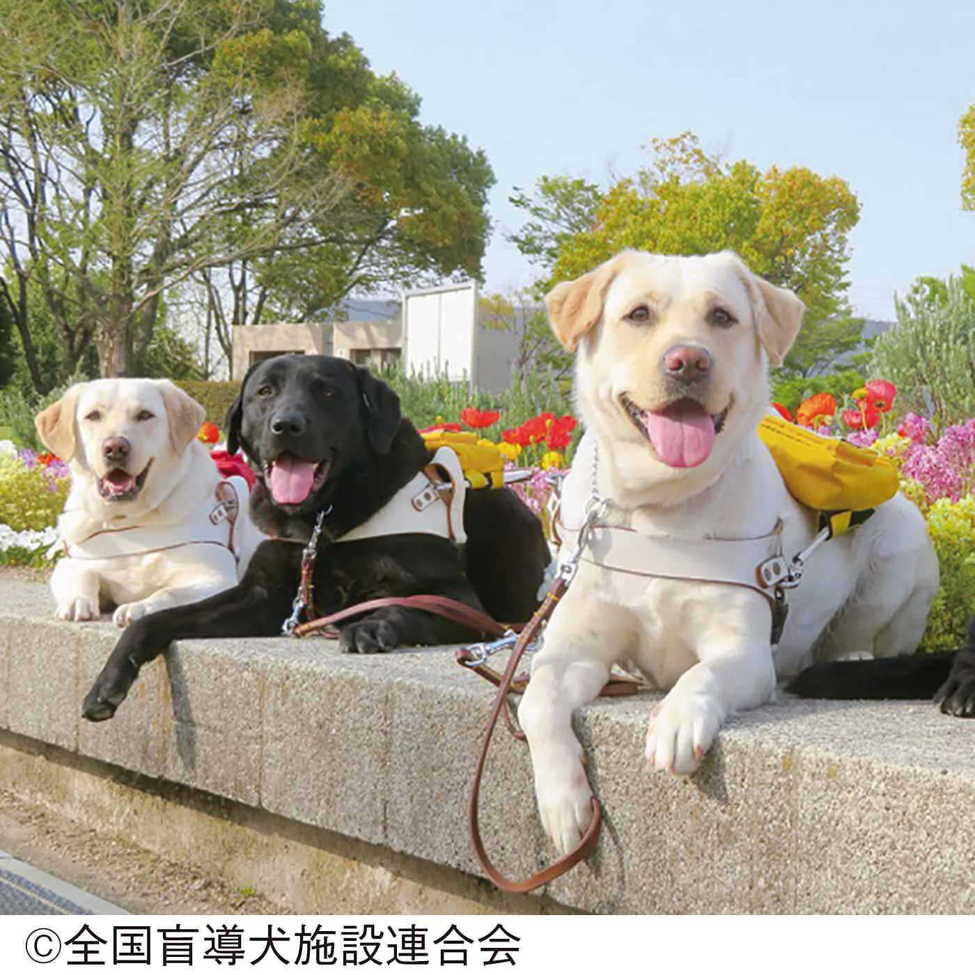 merry［フェリシモメリーポイント］|盲導犬育成支援