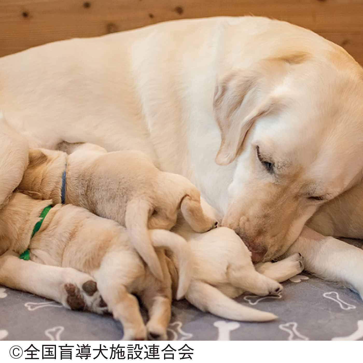 merry［フェリシモメリーポイント］|盲導犬育成支援