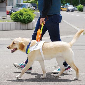 フェリシモメリー | 盲導犬育成支援