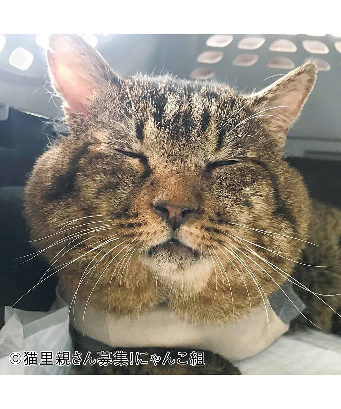 merry［フェリシモメリーポイント］|動物たちの保護と飼い主探し支援