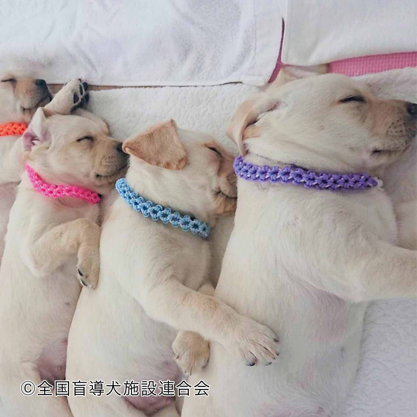 merry［フェリシモメリーポイント］|盲導犬育成支援|盲導犬候補の子犬