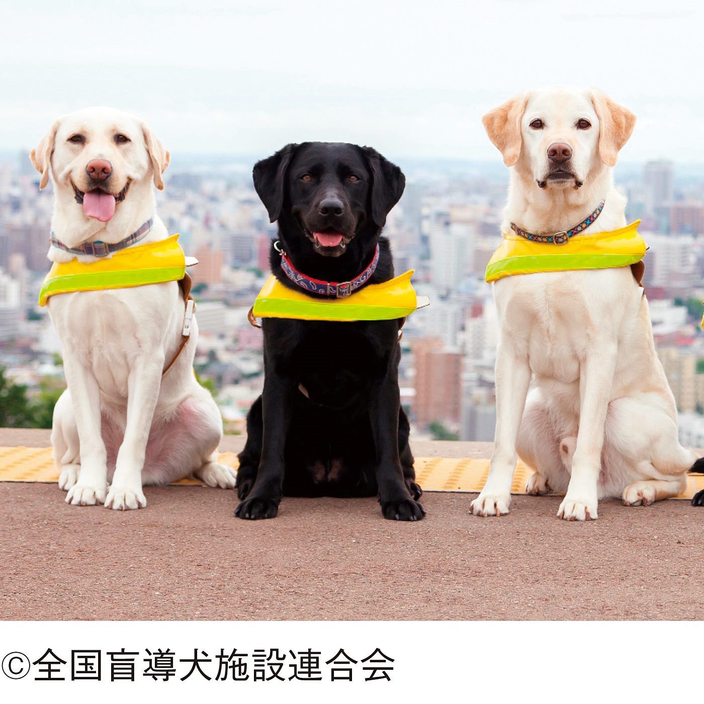 merry［フェリシモメリーポイント］|盲導犬育成支援
