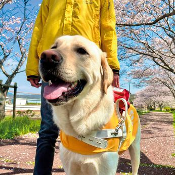 フェリシモメリー | 盲導犬育成支援