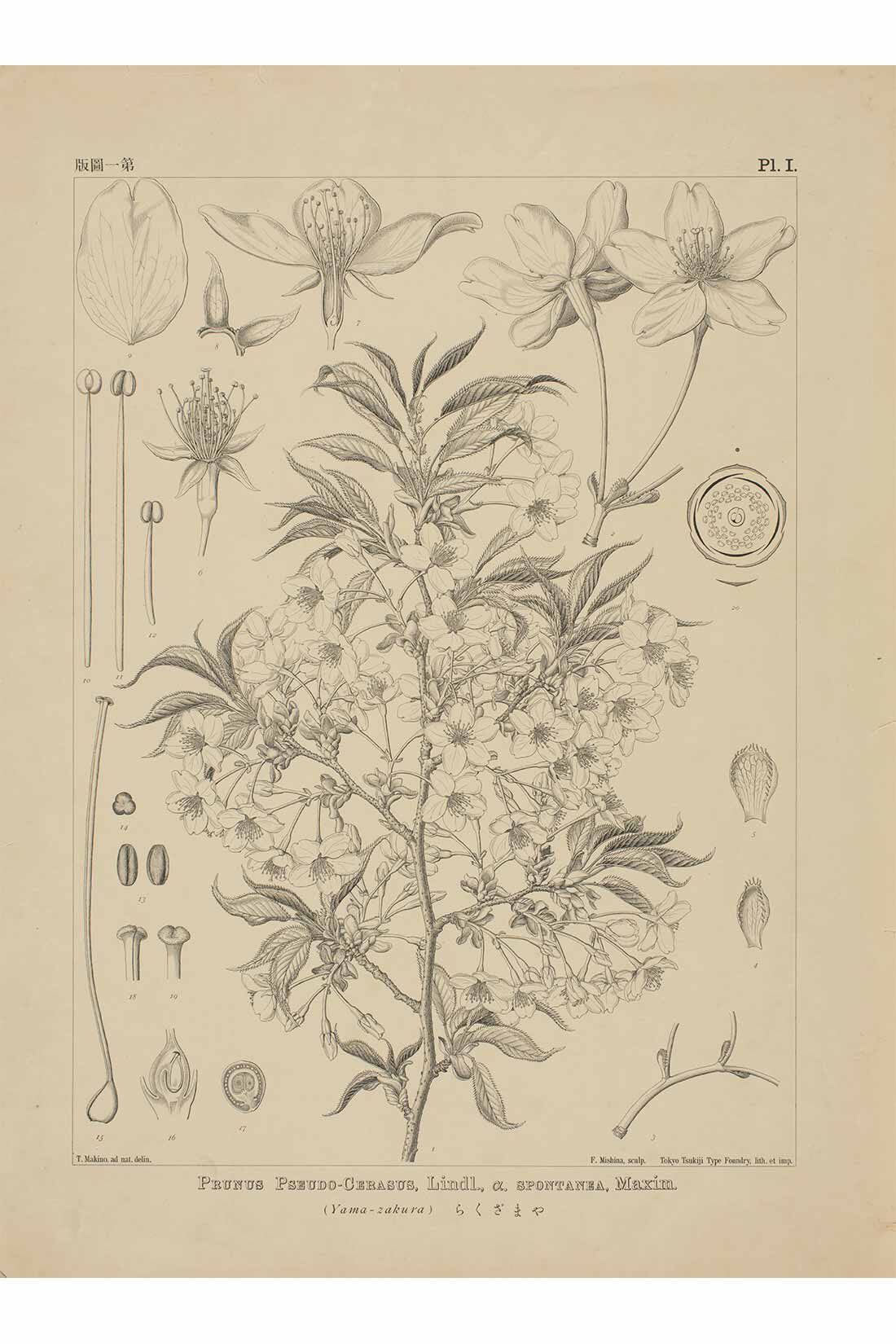 牧野植物園×IEDIT[イディット]コラボ　植物図Tシャツ〈コウシンソウ〉|ヤマザクラ（1900年）