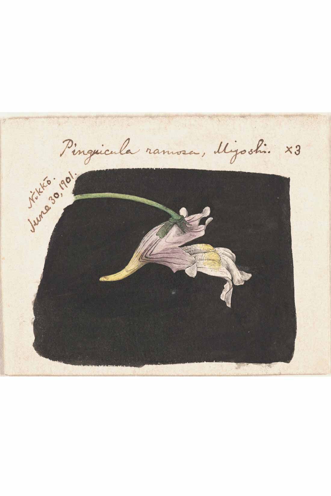 牧野植物園×IEDIT[イディット]コラボ　植物図Tシャツ〈ヤマザクラ〉|コウシンソウ（1901年）
