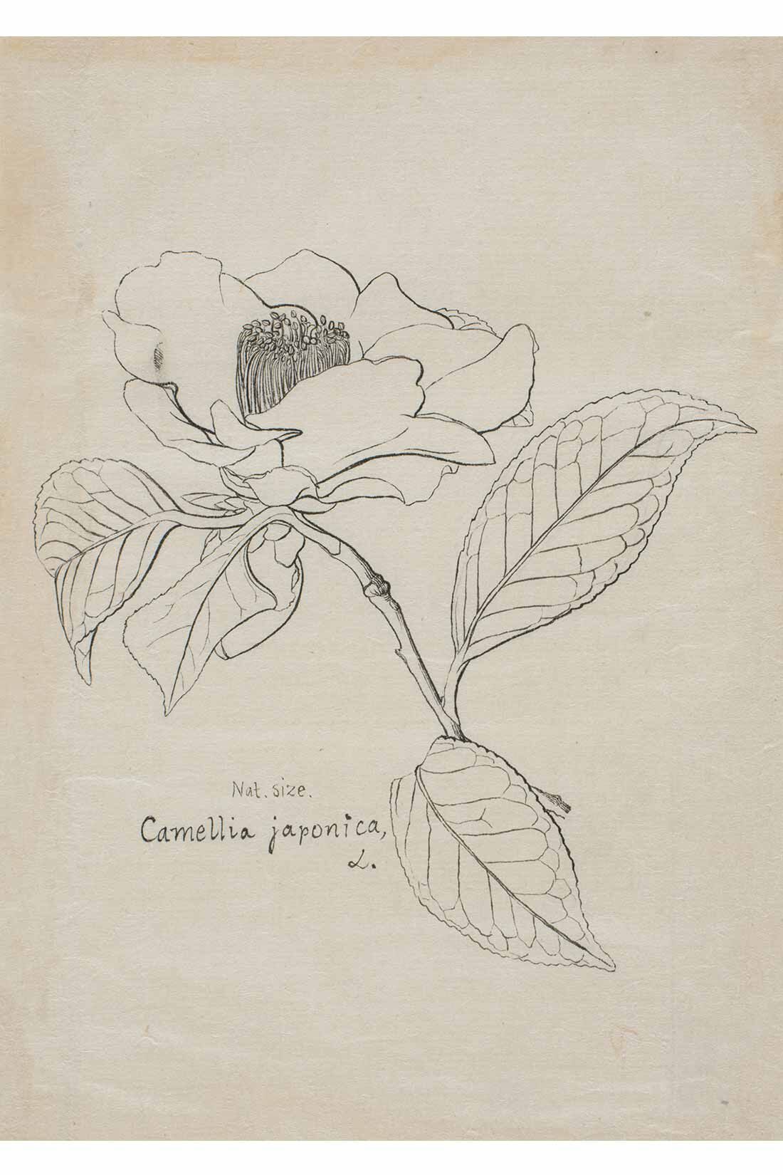 IEDIT|牧野植物園×IEDIT[イディット]コラボ　ヤブツバキの総柄スカート〈カーキブラウン〉|明治時代に描かれた植物図。研究者の目線でヤブツバキの特徴がいきいきと描き込まれており、写実的な美しさにも驚かされる。