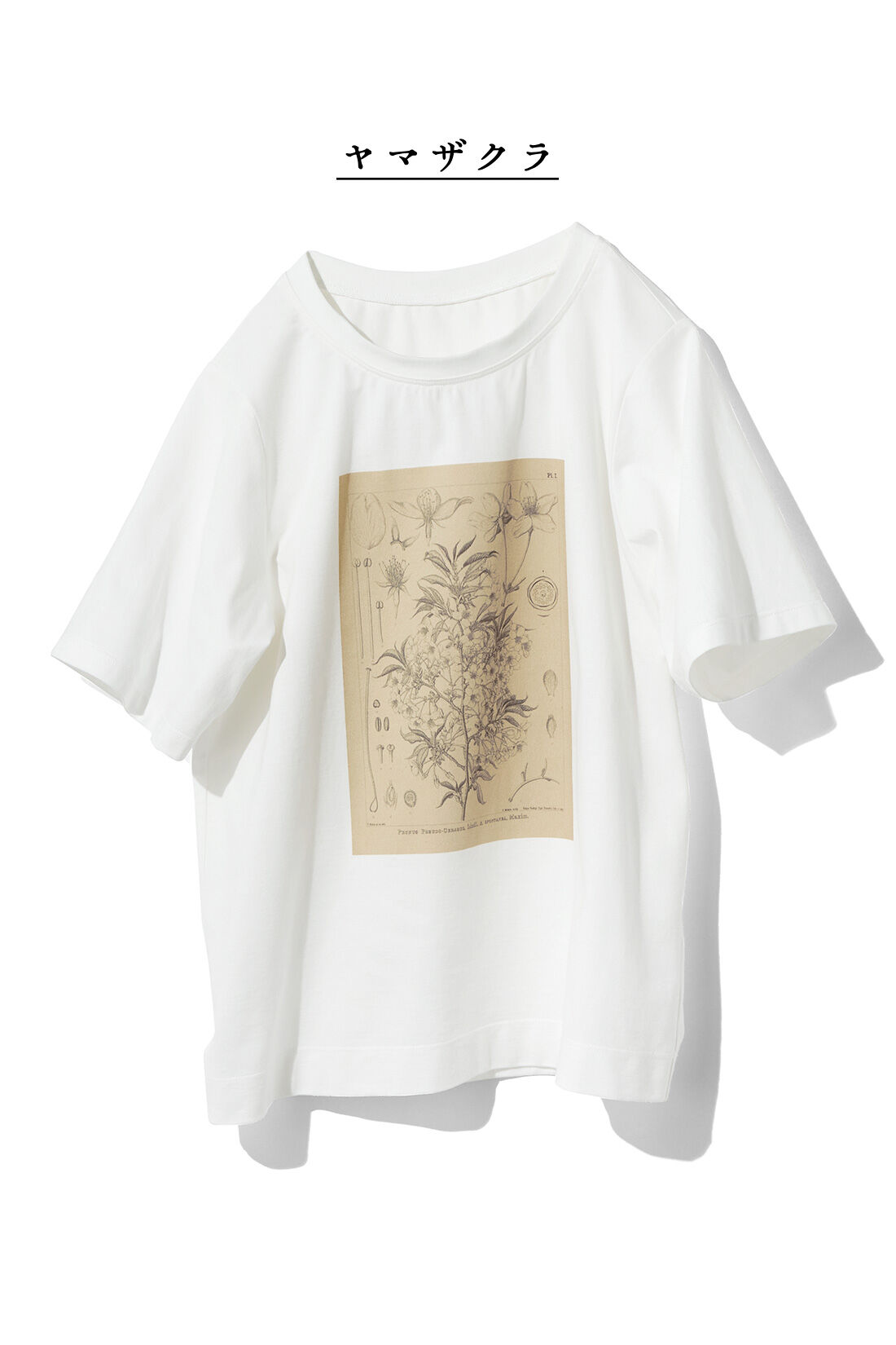 牧野植物園×IEDIT[イディット]コラボ　植物図Tシャツ〈コウシンソウ〉