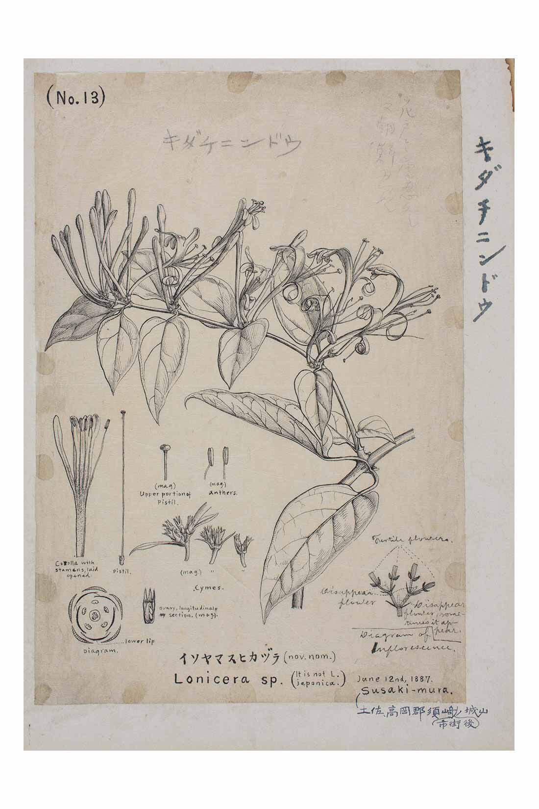 IEDIT|牧野植物園×IEDIT[イディット]コラボ 牧野博士の描いたキダチニンドウのトートバッグ〈エクリュホワイト〉|1887年 明治時代に和紙に筆で描かれた「キダチニンドウ」