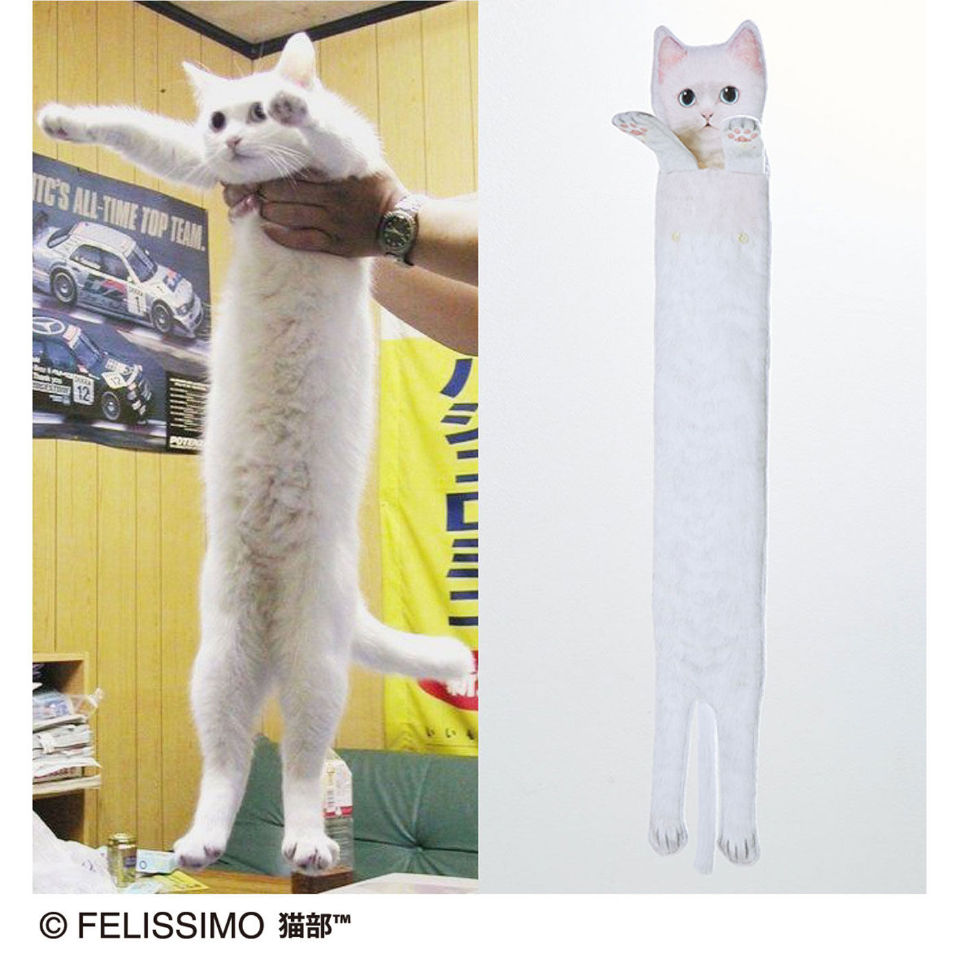 猫部|胴が長すぎる猫「のびーるたん」とコラボ！　なが～い白猫タオル