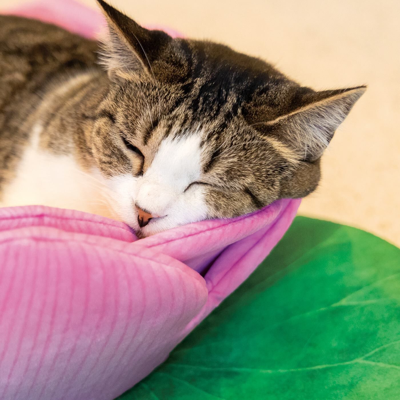 猫部|おてらぶコラボ　尊い猫さまを拝もう　蓮の花にゃんこクッション|ちょうどいい寝心地で極楽。