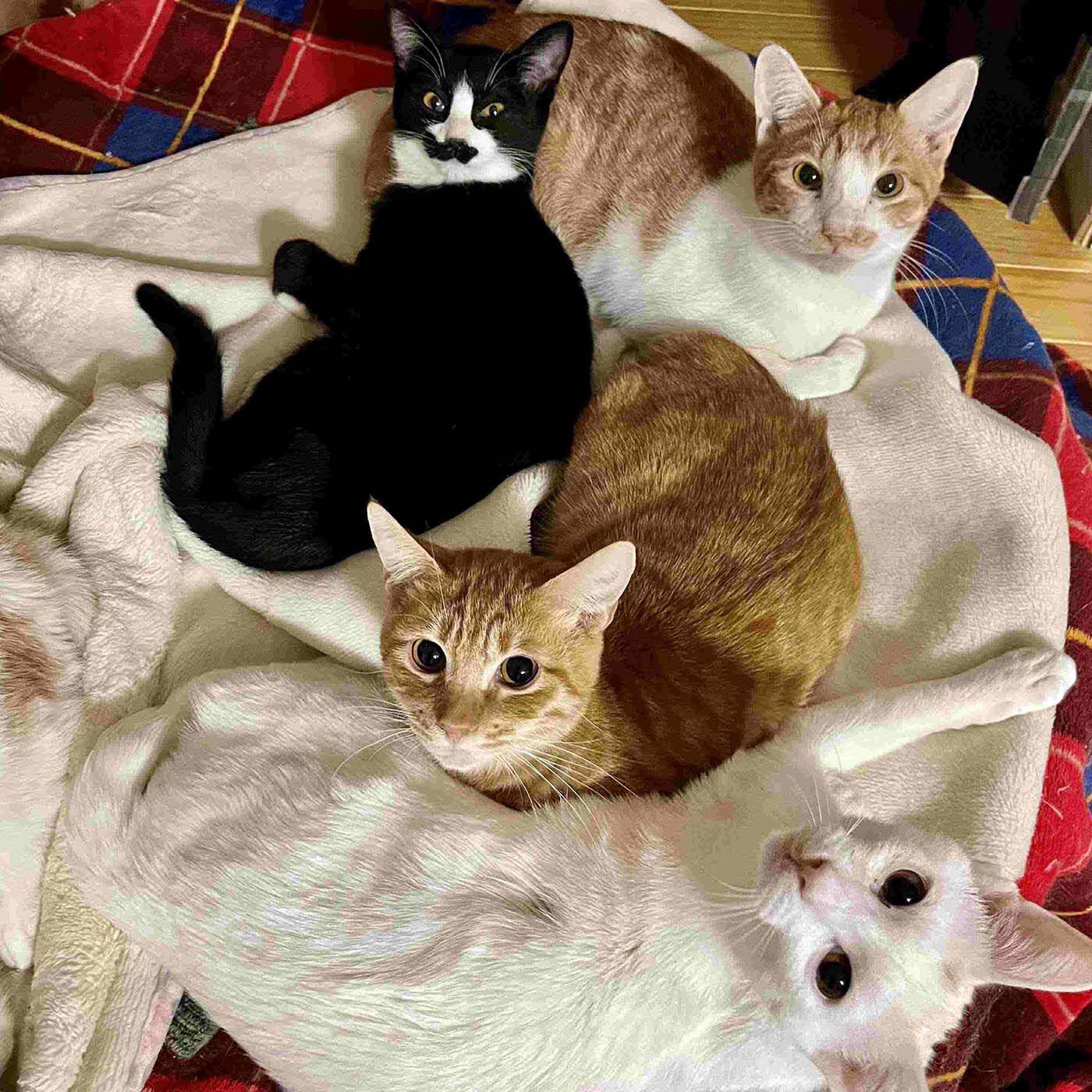 猫部|フェリシモ　わんにゃん基金|さくら猫やまぐち