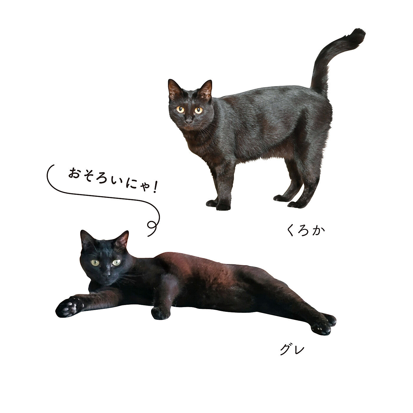 猫部|なりきりにゃんこ　つやつや毛並みの黒猫ルームウェア〈M〜LLサイズ〉
