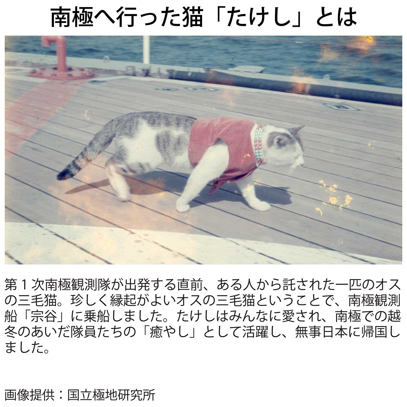 猫部|国立極地研究所×猫部　南極へ行った猫たけしの好きな方向ではさめる メモスタンドにもなるクリップの会