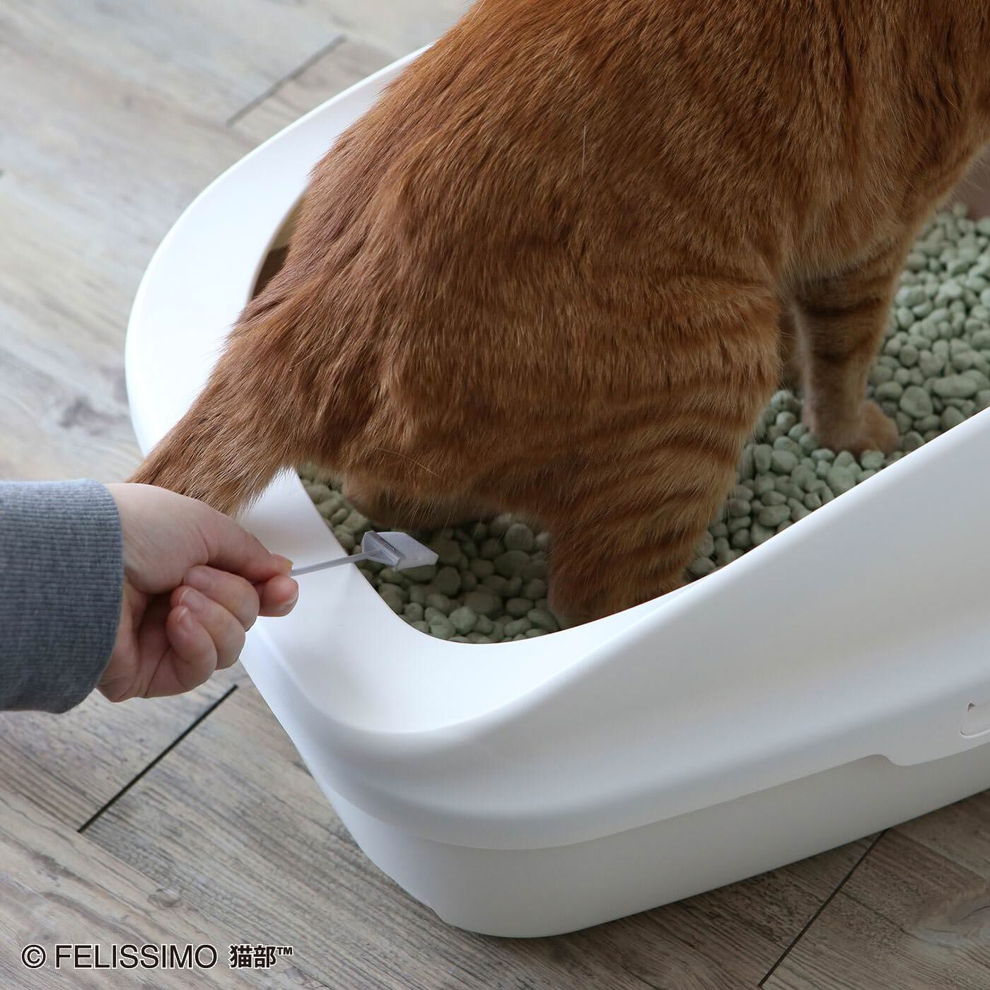猫部|愛猫のための猫用尿検査キット|採尿パッドでの検尿の例。